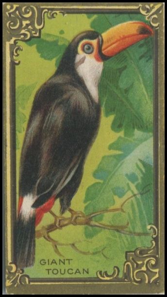 21 Giant Toucan